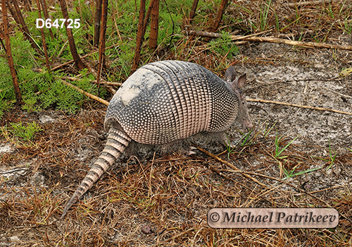 Dasypus novemcinctus